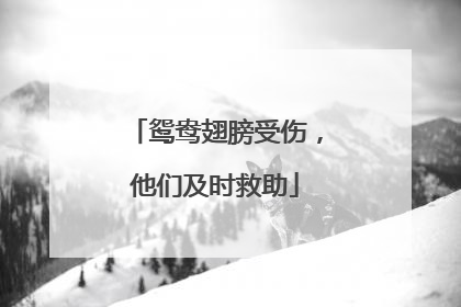 鸳鸯翅膀受伤，他们及时救助