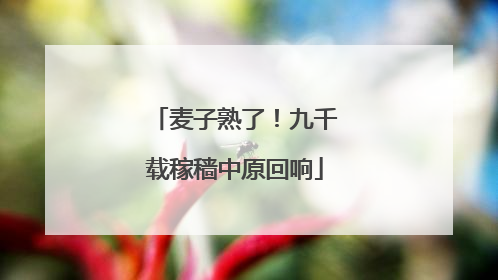 麦子熟了！九千载稼穑中原回响