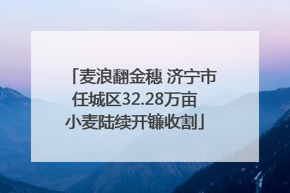 麦浪翻金穗 济宁市任城区32.28万亩小麦陆续开镰收割