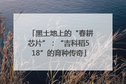 黑土地上的“春耕芯片”：“吉科稻518”的育种传奇