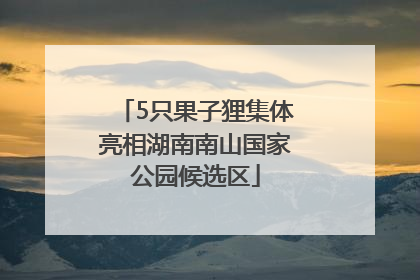 5只果子狸集体亮相湖南南山国家公园候选区